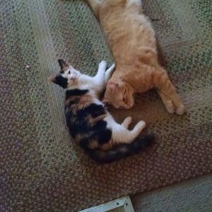 Meet your Posher, Shaunta